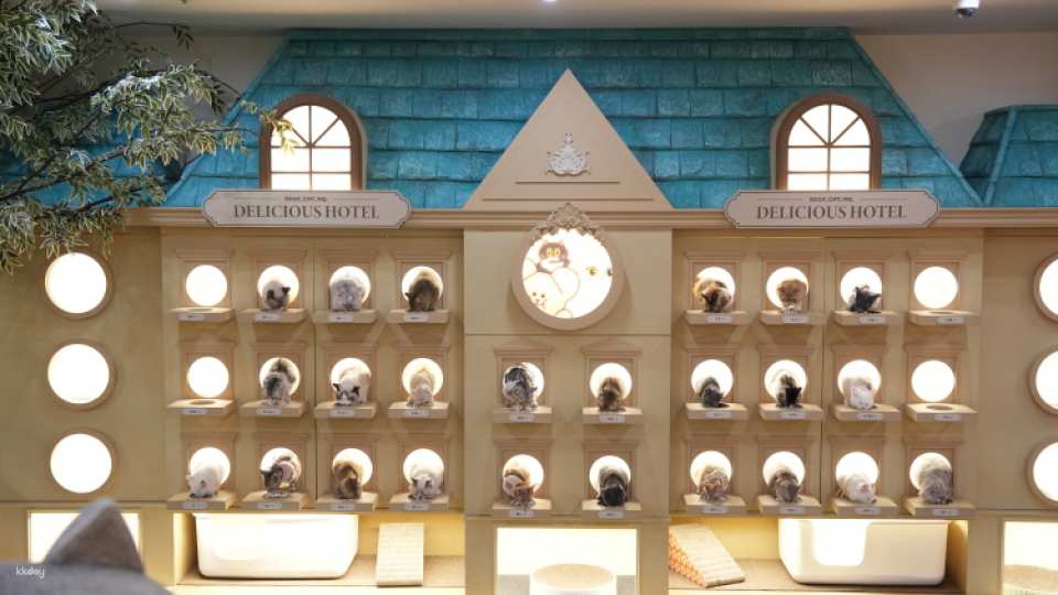 ROOF CAT ME Cat Cafe Weekday Discount Admission Ticket