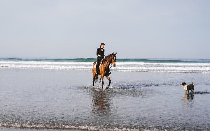 Horse Riding 2 Hours in Nabq Bay beach W/Transfer-Sharm El Sheikh Image 1