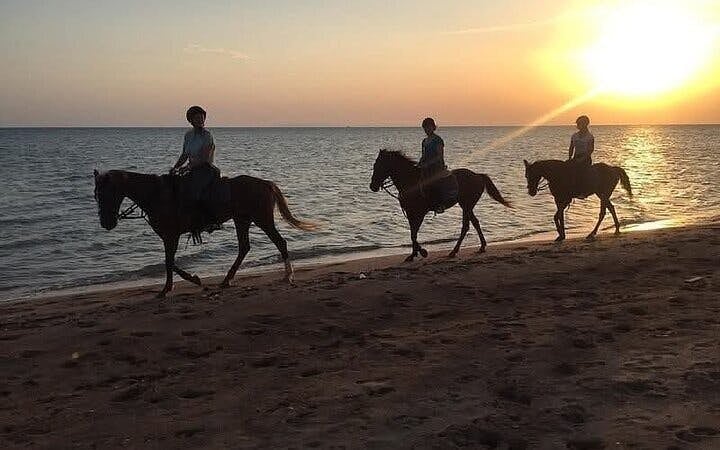 Horse Riding 2 Hours in Nabq Bay beach W/Transfer-Sharm El Sheikh Image 8