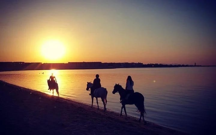 Horse Riding 3 Hours Beach, Desert, Swimming by Horse at Red Sea - Hurghada Image 2