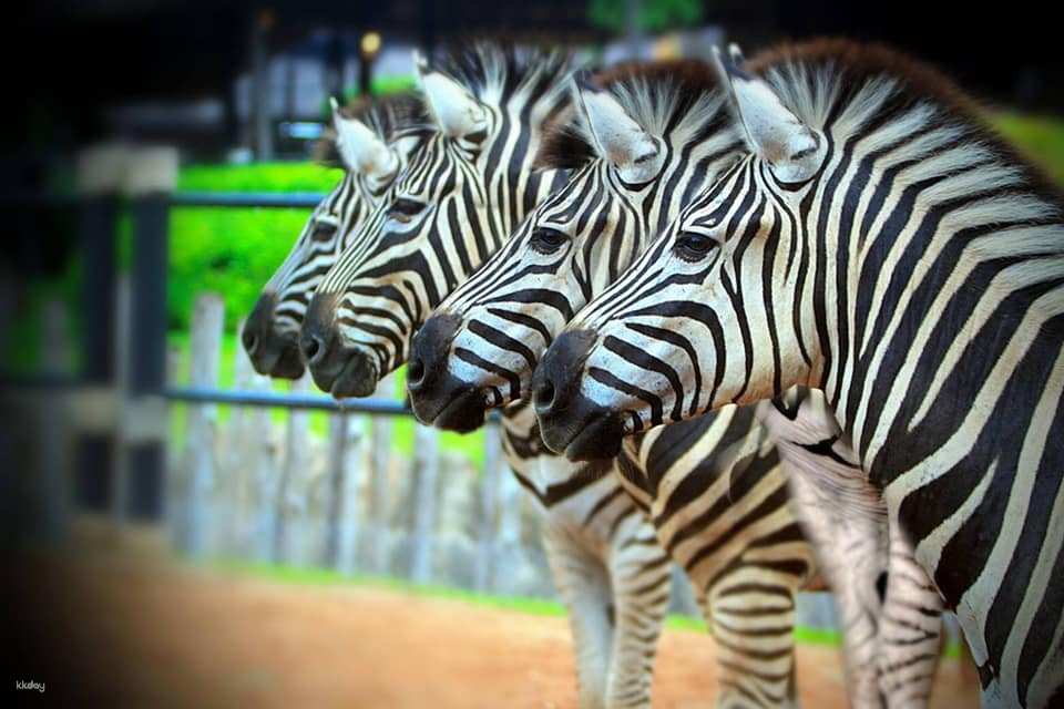 Hua-Hin: Safari & Adventure Park Admission Ticket | Thailand