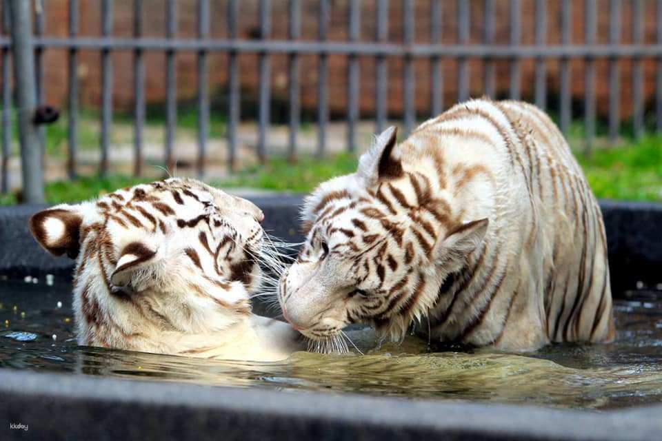 Hua-Hin: Safari & Adventure Park Admission Ticket | Thailand
