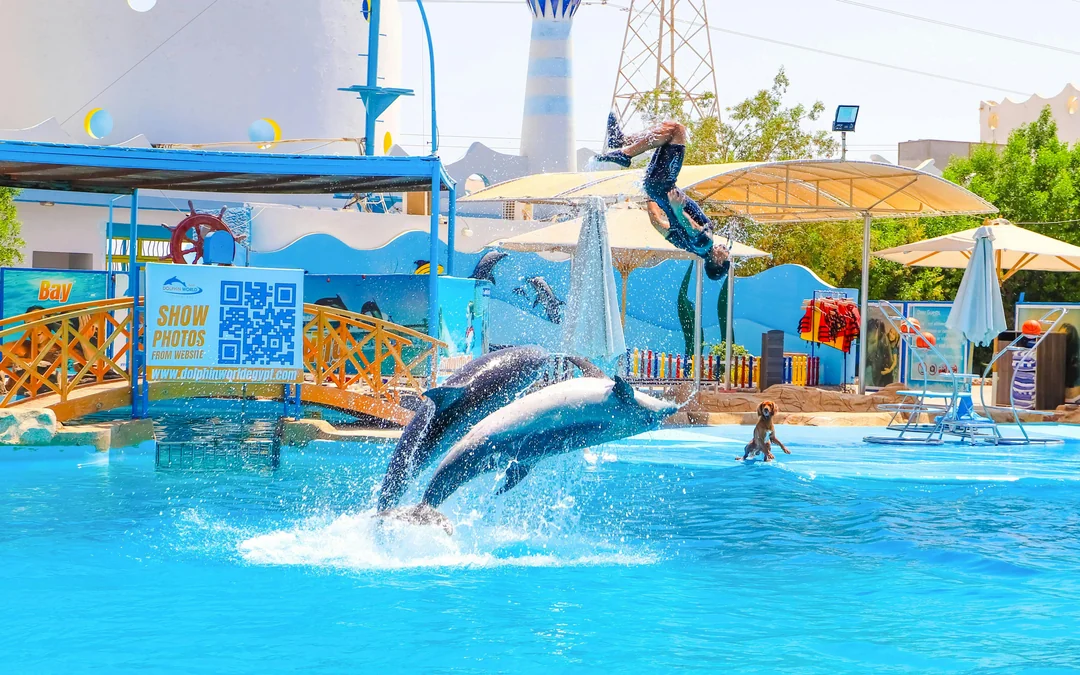 Hurghada Dolphin World Show & Meet-the-Dolphin Photo Experience with Transfers Image 2