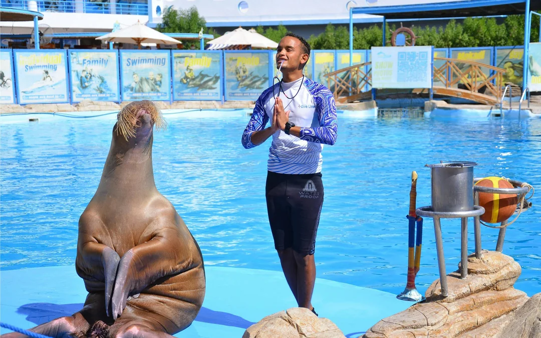 Hurghada Dolphin World Show & Meet-the-Dolphin Photo Experience with Transfers Image 3