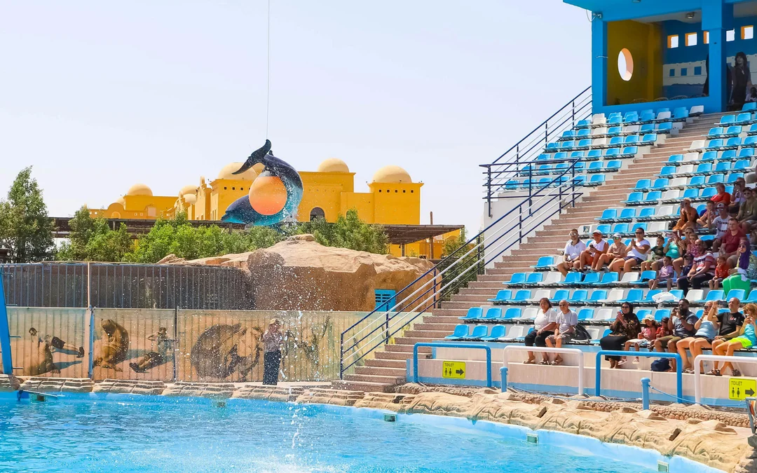 Hurghada Dolphin World Show & Meet-the-Dolphin Photo Experience with Transfers Image 4