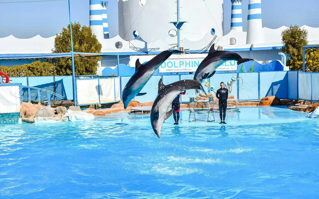 Hurghada Dolphin World Show Tickets with Optional Transfers Image 1