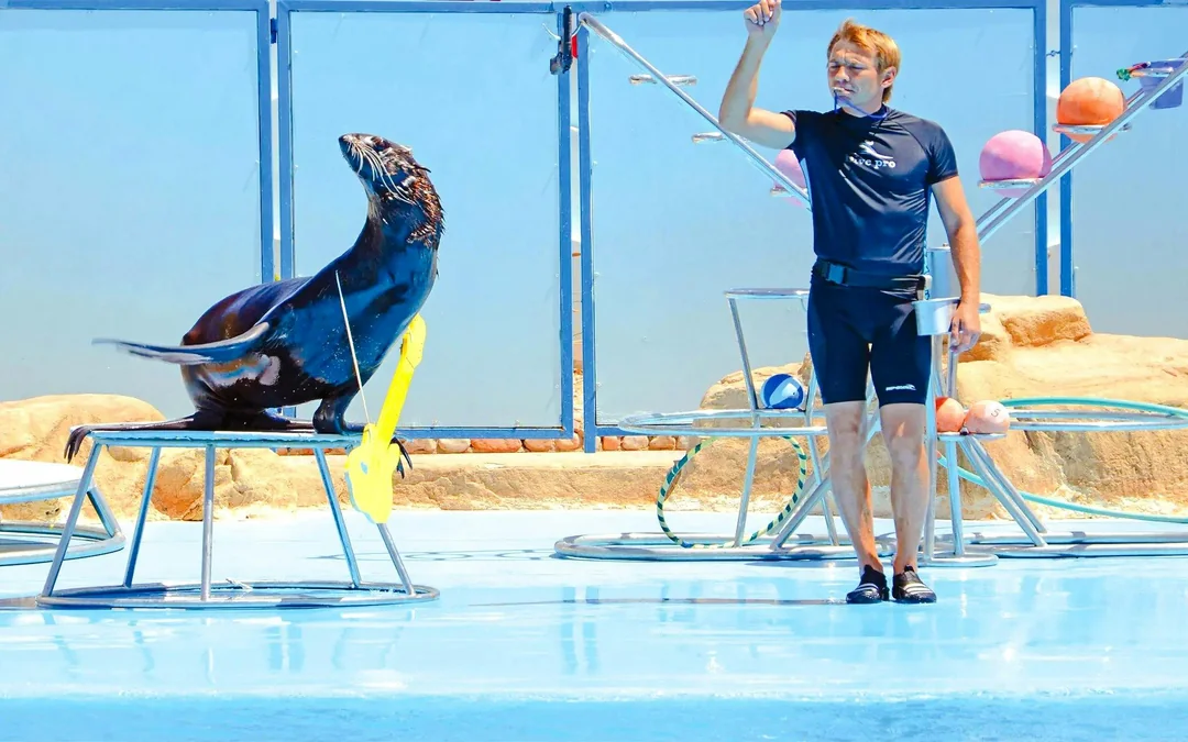 Hurghada Dolphin World Show Tickets with Optional Transfers  Image 5