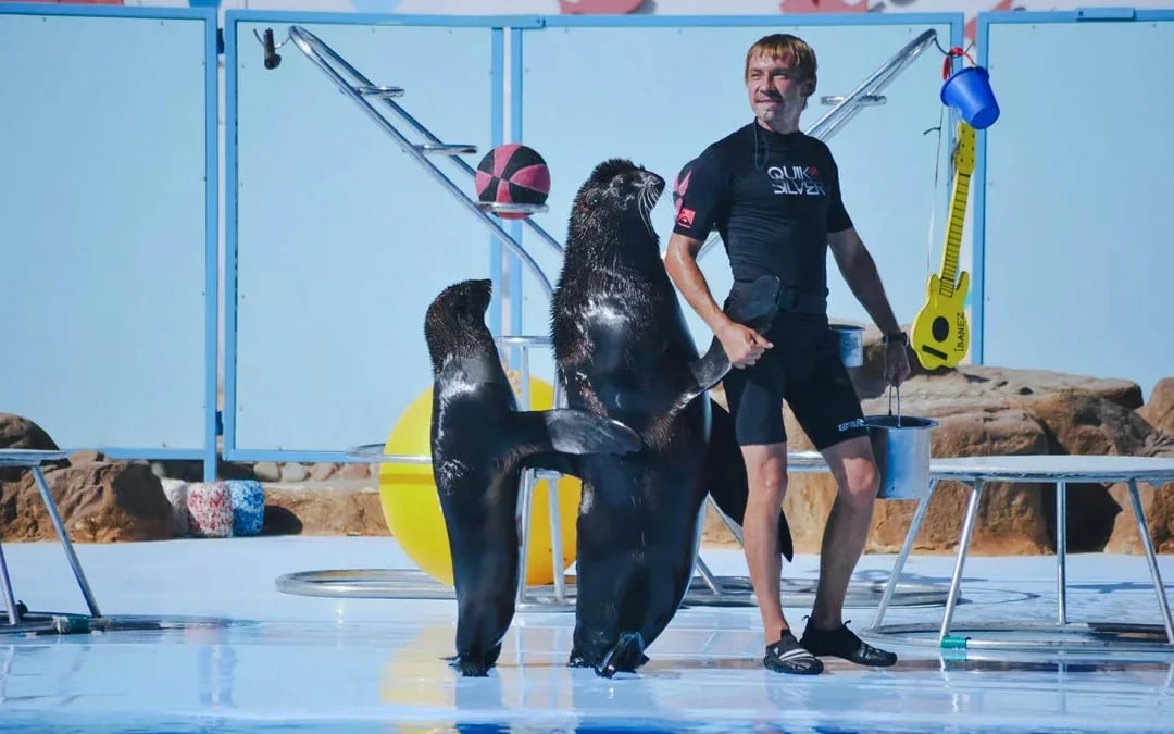 Hurghada Dolphin World Show Tickets with Optional Transfers  Image 7