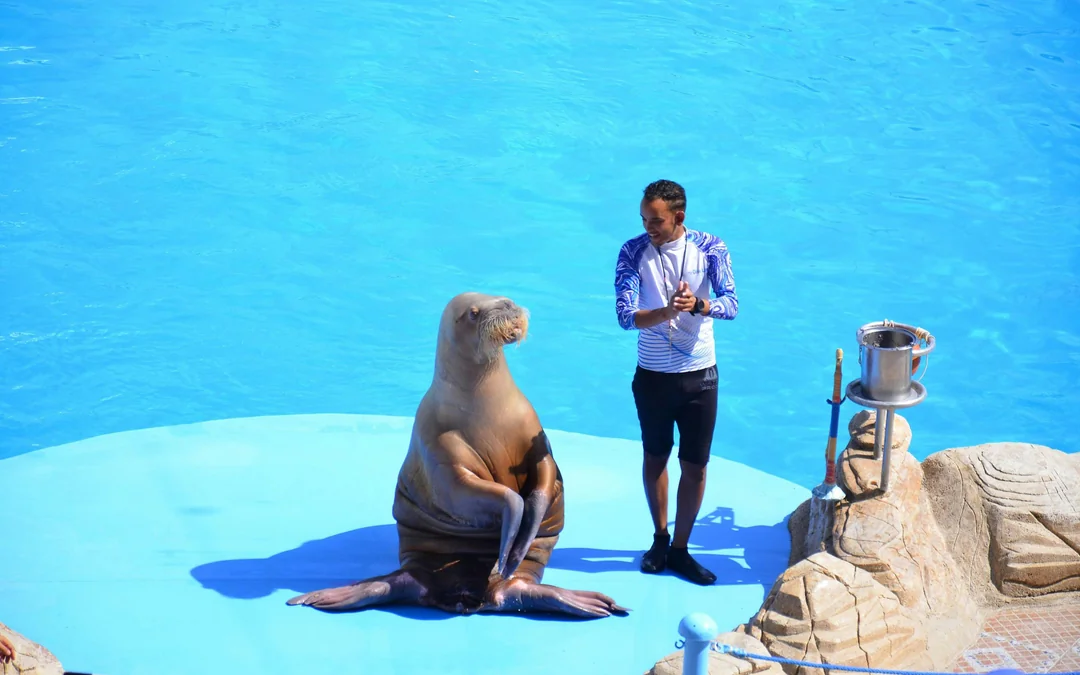 Hurghada Dolphin World Show with Dolphin Swim Session & Transfers Image 1