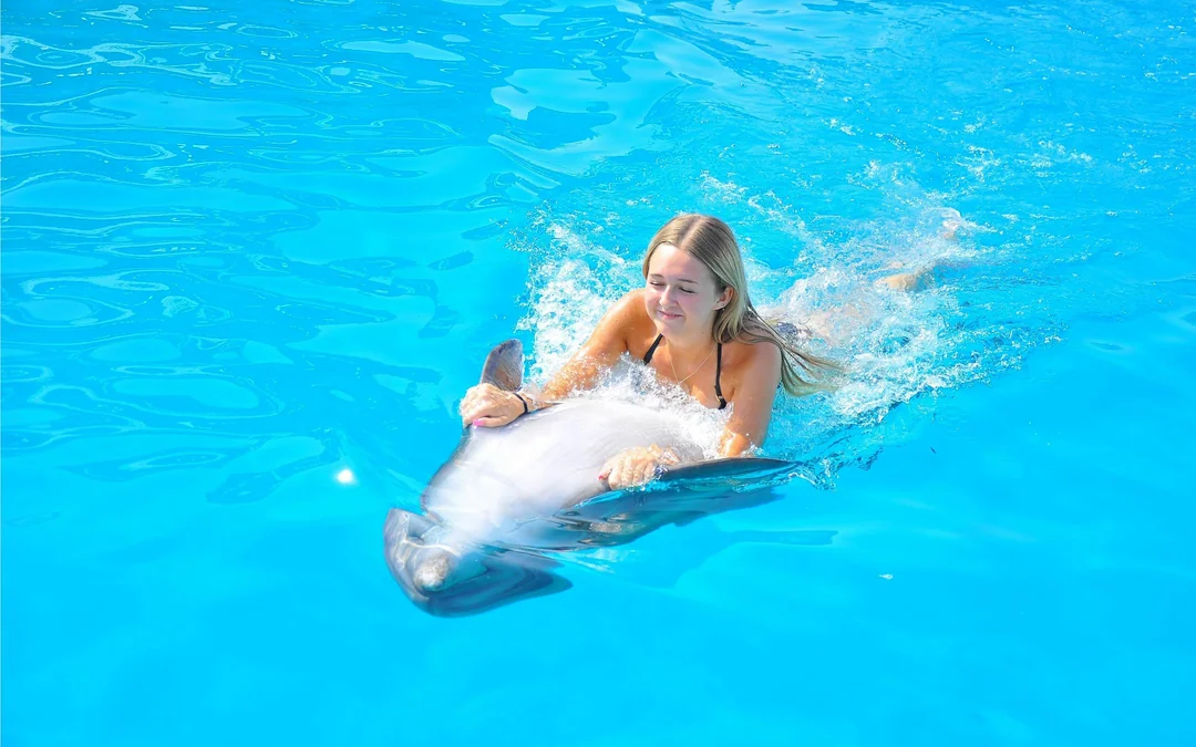 Hurghada Dolphin World Show with Dolphin Swim Session & Transfers Image 2