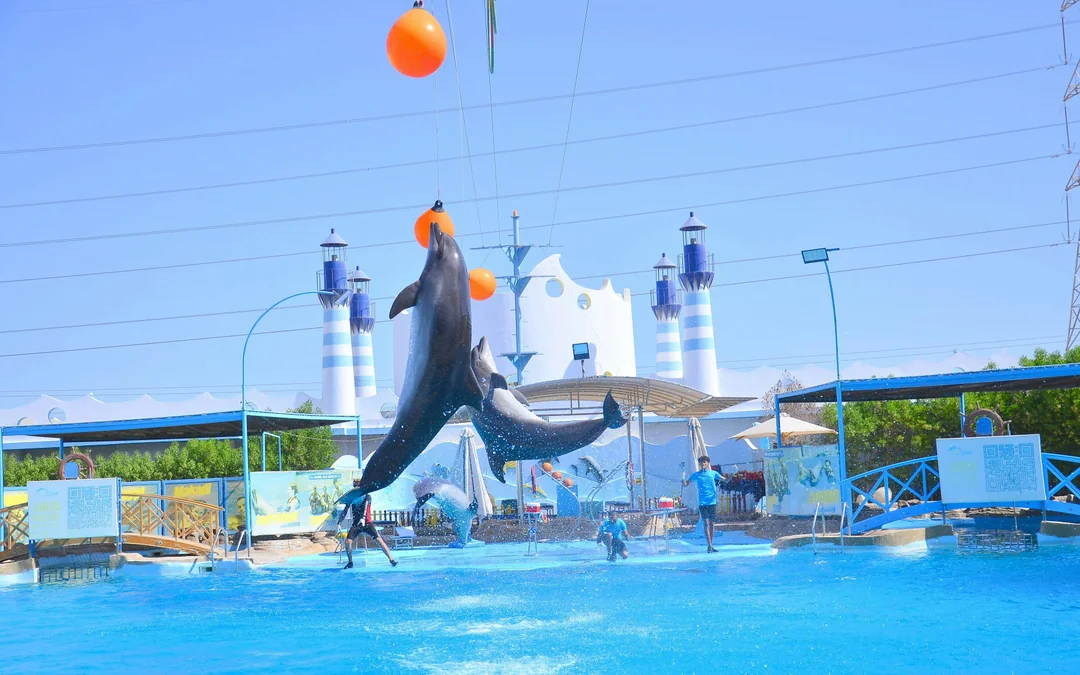 Hurghada Dolphin World Show with Dolphin Swim Session & Transfers Image 5