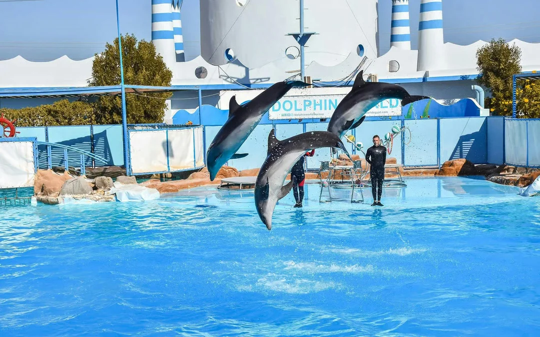 Hurghada Ultimate Dolphin Experience with Dolphin Show, Swimming Experience & Photo Session with Transfers Image 2