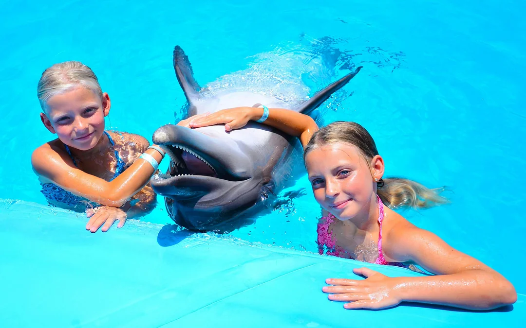 Hurghada Ultimate Dolphin Experience with Dolphin Show, Swimming Experience & Photo Session with Transfers Image 4