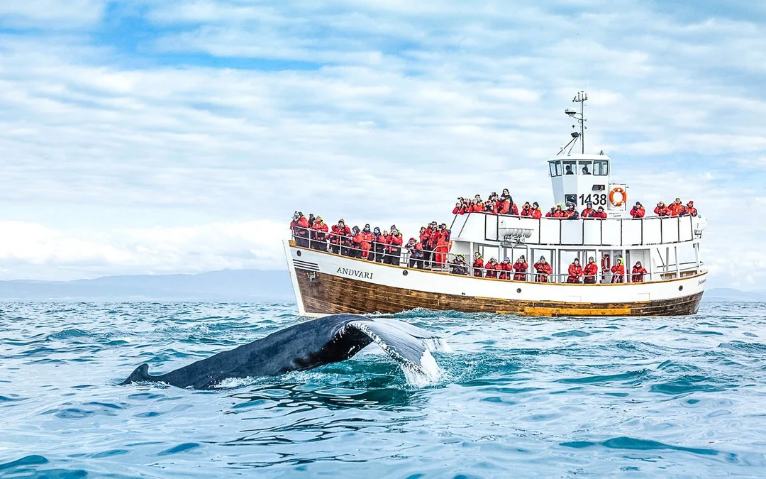 Husavik: Silent Whale Watching Tour on Carbon Neutral Oak Boat Image 1