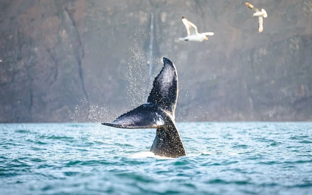 Husavik: Silent Whale Watching Tour on Carbon Neutral Oak Boat Image 2