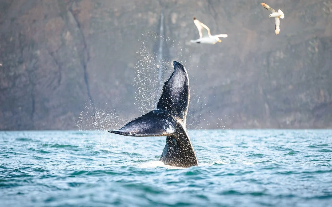 Husavik: Silent Whale Watching Tour on Carbon Neutral Oak Boat Image 2
