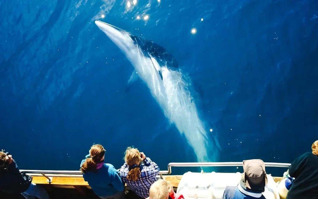 Husavik: Silent Whale Watching Tour on Carbon Neutral Oak Boat Image 3