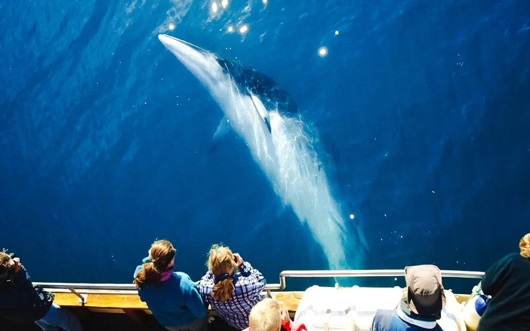 Husavik: Silent Whale Watching Tour on Carbon Neutral Oak Boat Image 3
