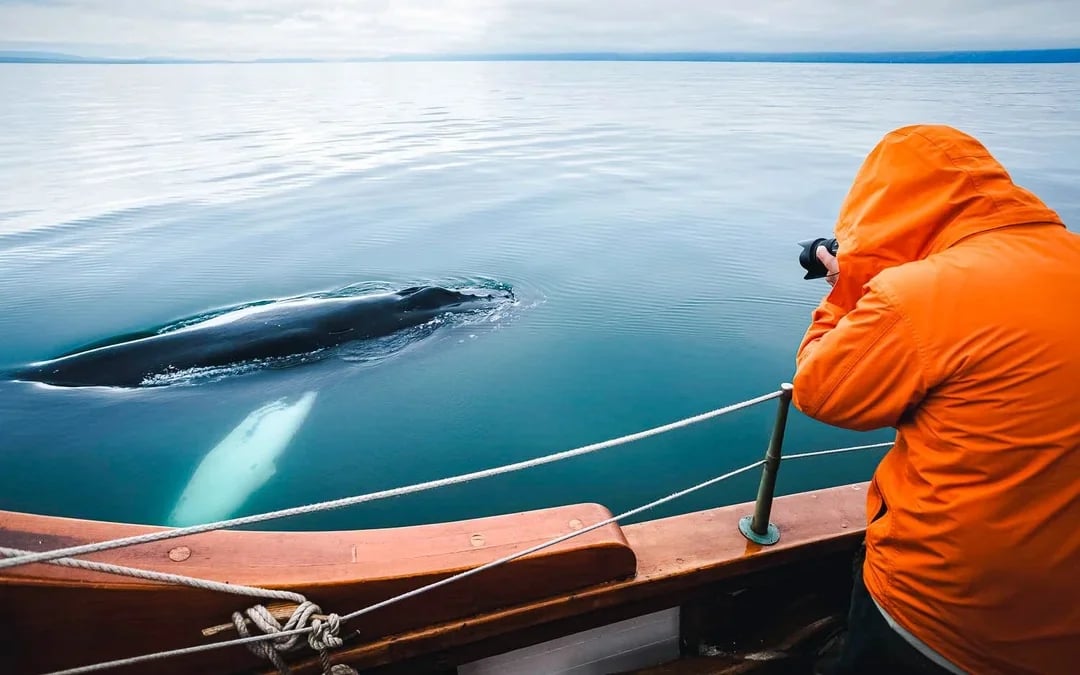 Husavik: Silent Whale Watching Tour on Carbon Neutral Oak Boat Image 5