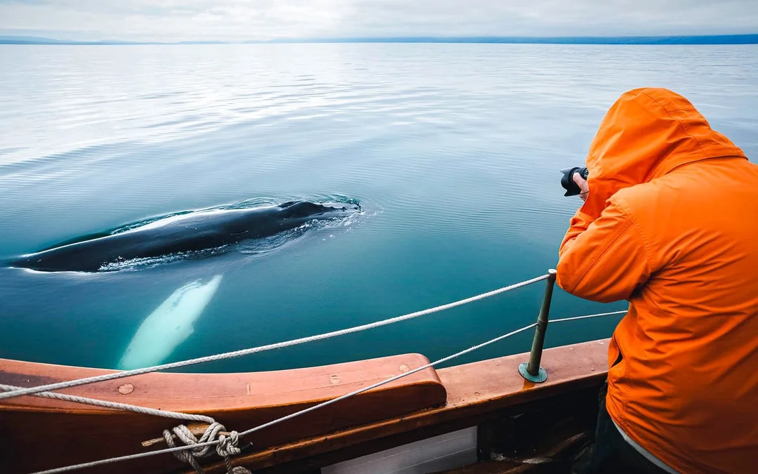 Husavik: Silent Whale Watching Tour on Carbon Neutral Oak Boat Image 5
