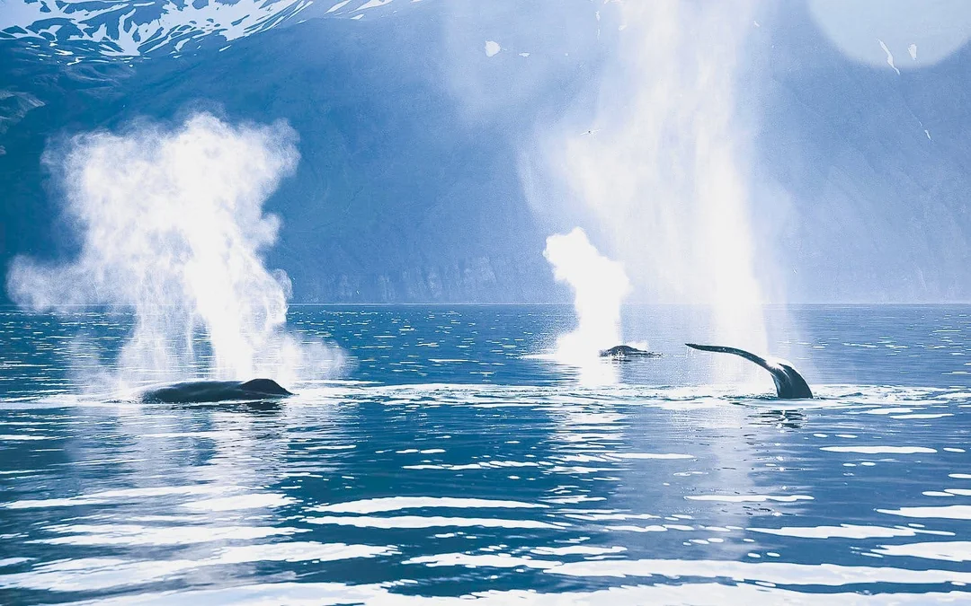Husavik: Silent Whale Watching Tour on Carbon Neutral Oak Boat Image 7