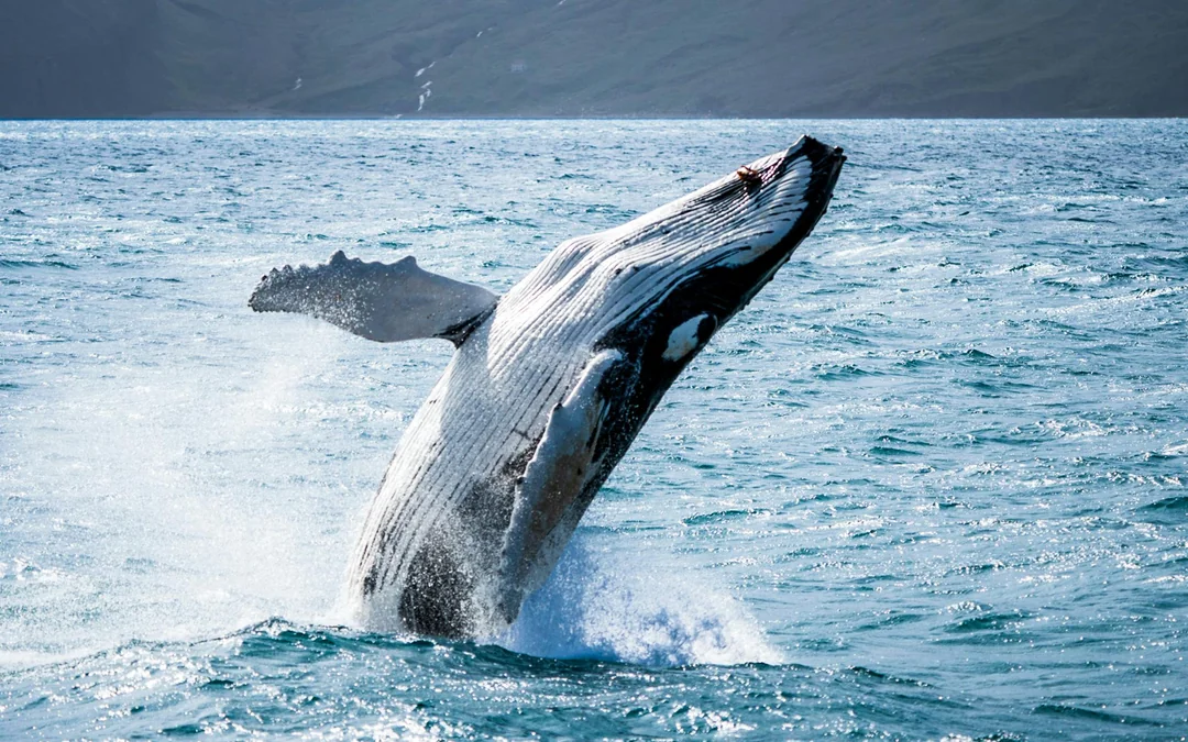 Husavik: Small-Family Run, Locally Owned, Sustainable Whale Watching Image 1