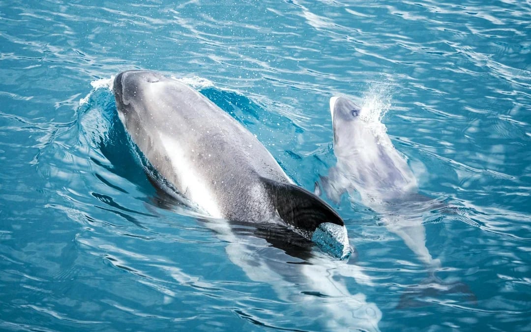Husavik: Small-Family Run, Locally Owned, Sustainable Whale Watching Image 11
