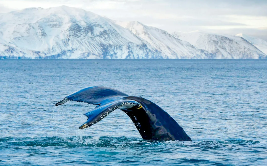 Husavik: Small-Family Run, Locally Owned, Sustainable Whale Watching Image 12