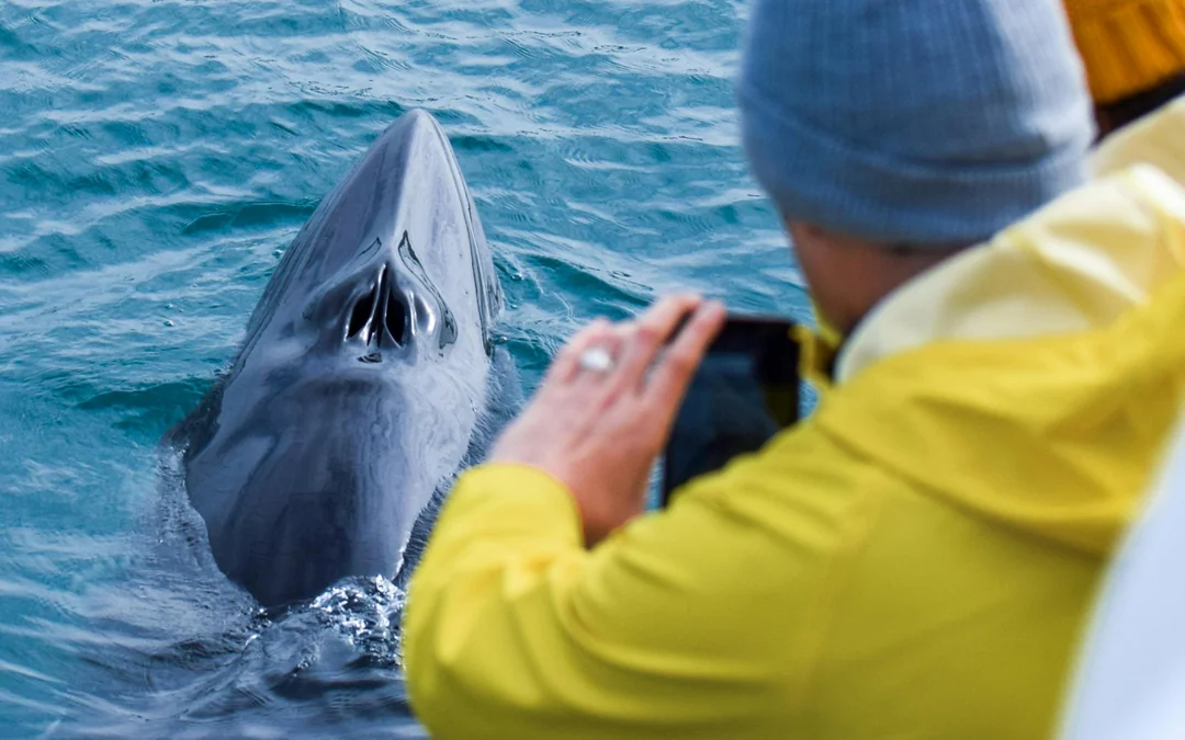 Husavik: Small-Family Run, Locally Owned, Sustainable Whale Watching Image 3