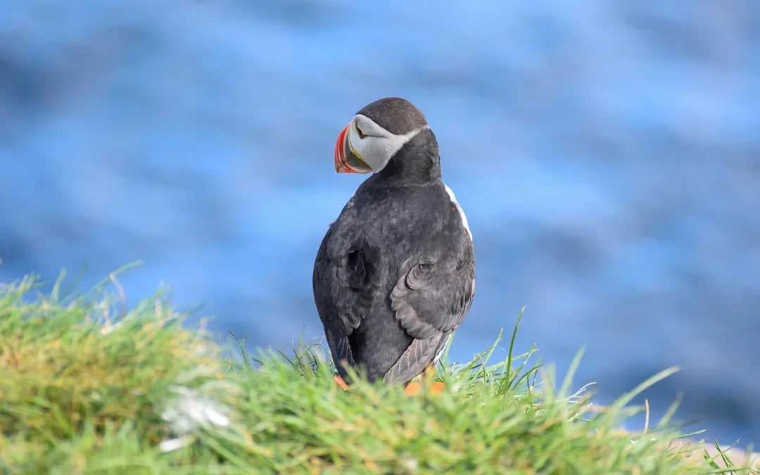 Husavik: Small-Family Run, Locally Owned, Sustainable Whale Watching Image 6
