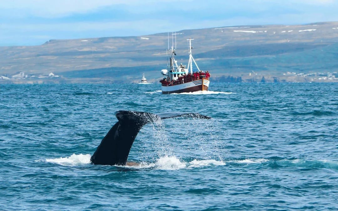 Husavik: Small-Family Run, Locally Owned, Sustainable Whale Watching Image 7