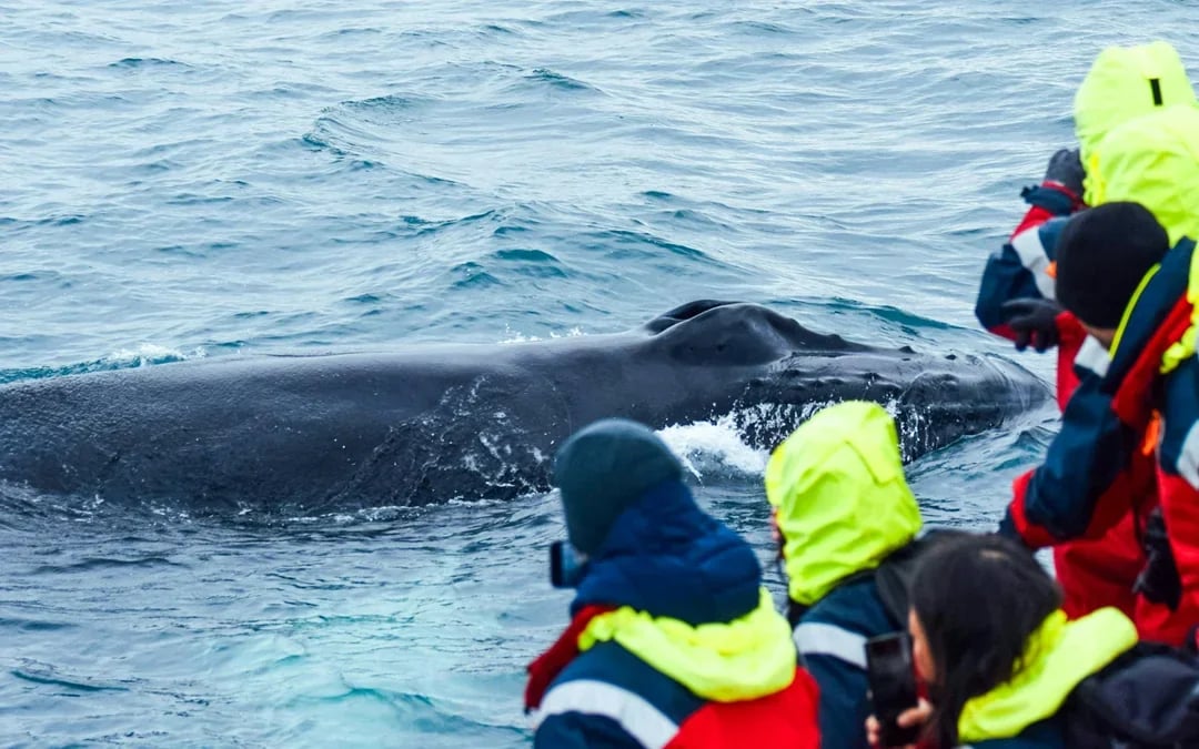 Husavik: Small-Family Run, Locally Owned, Sustainable Whale Watching Image 9