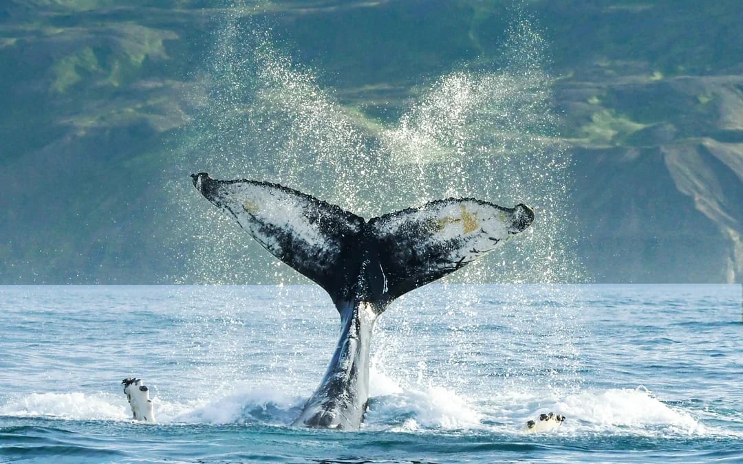 Husavik: Small-Family Run, Locally Owned, Sustainable Whale Watching Image 10