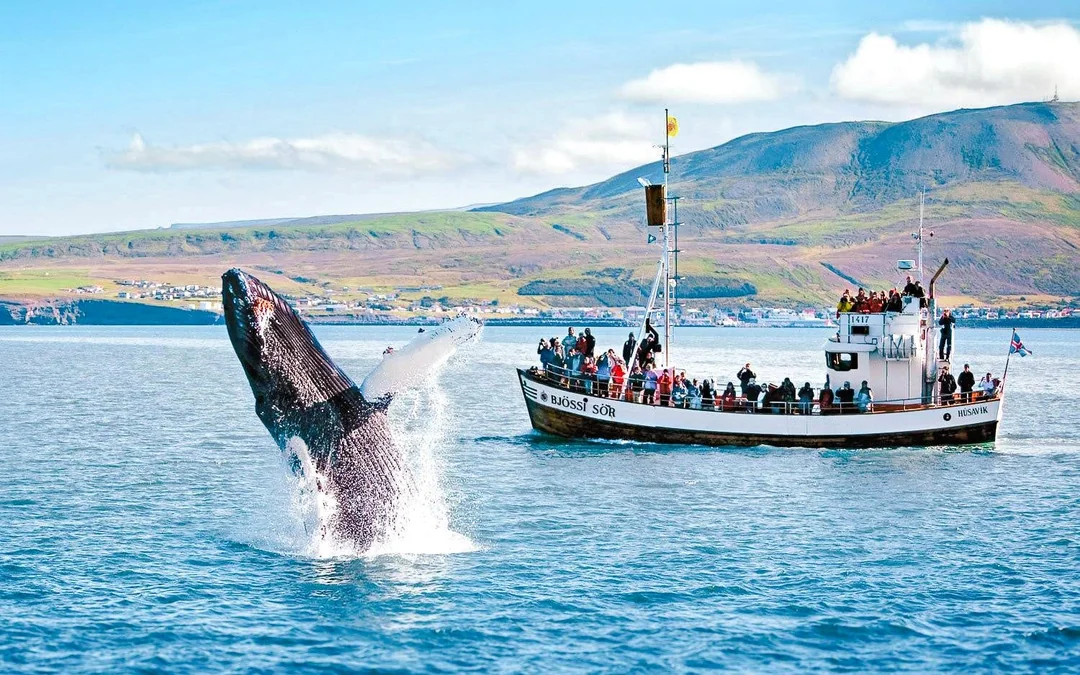 Husavik: Whale Watching & Puffin Boat Tour Image 1
