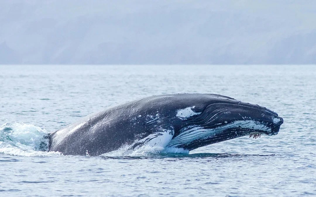 Husavik: Whale Watching & Puffin Boat Tour Image 2
