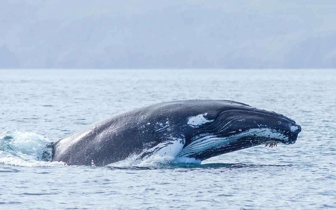Husavik: Whale Watching & Puffin Boat Tour Image 2