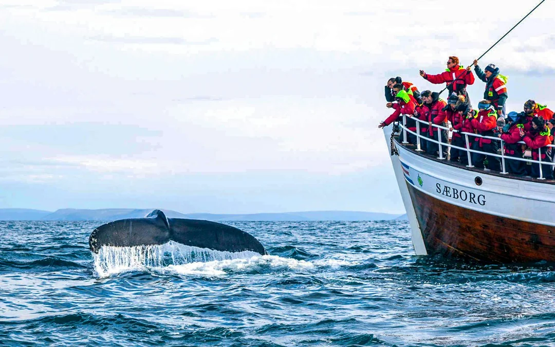 Husavik: Whale Watching & Puffin Boat Tour Image 3