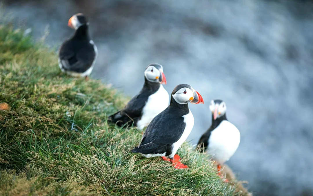Husavik: Whale Watching & Puffin Boat Tour Image 4