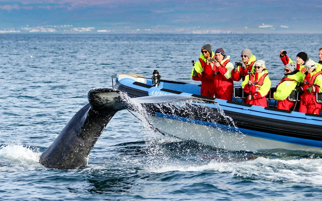 Husavik: Whale Watching & Puffin Tour on RIB Speedboat Image 1