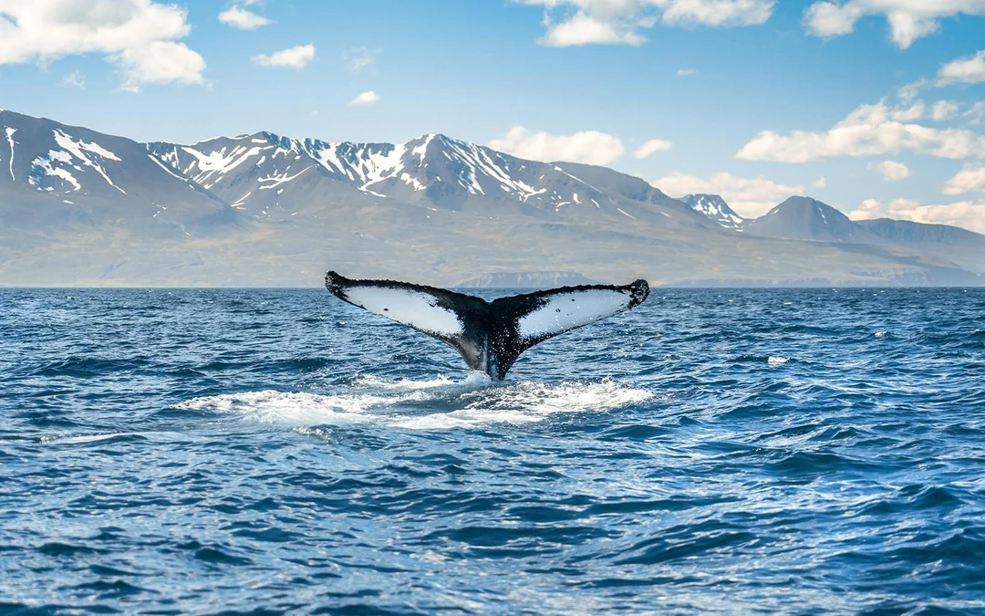 Husavik: Whale Watching & Puffin Tour on RIB Speedboat Image 2