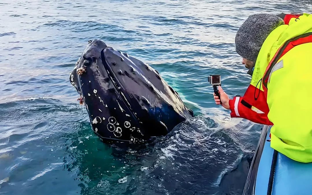 Husavik: Whale Watching & Puffin Tour on RIB Speedboat Image 11