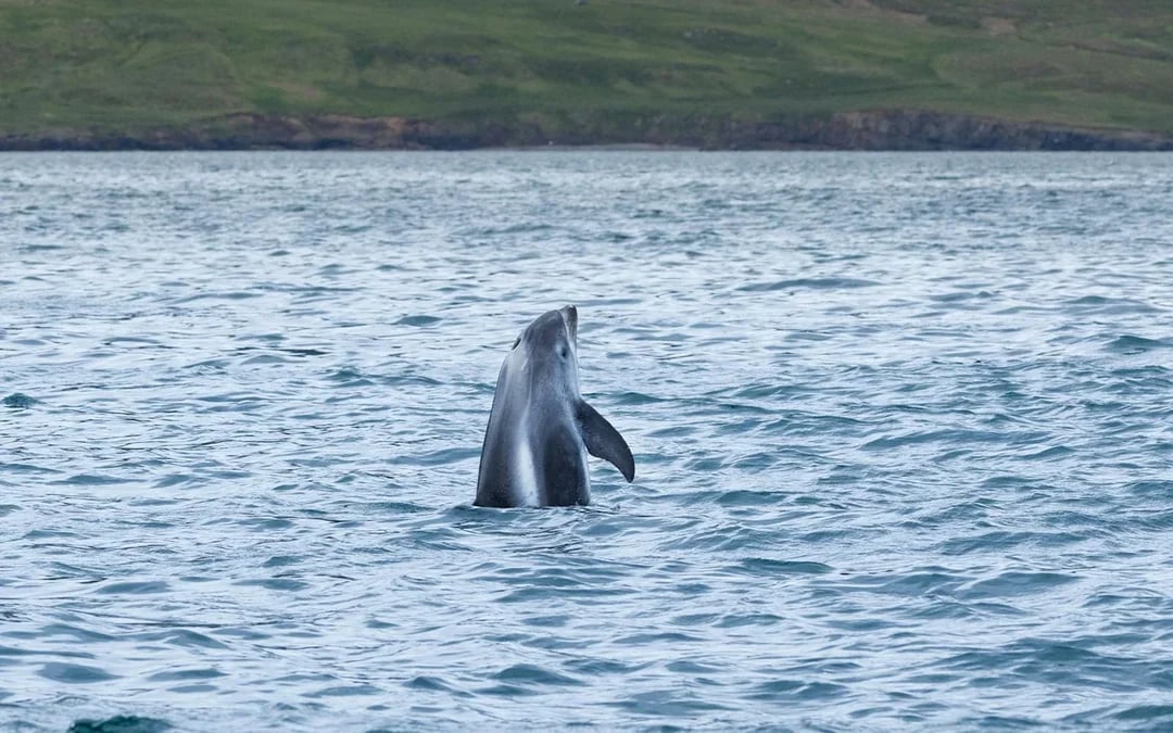 Husavik: Whale Watching & Puffin Tour on RIB Speedboat Image 12