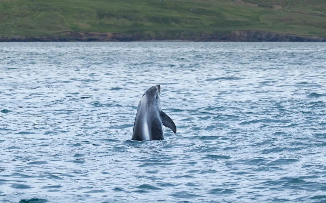 Husavik: Whale Watching & Puffin Tour on RIB Speedboat Image 12