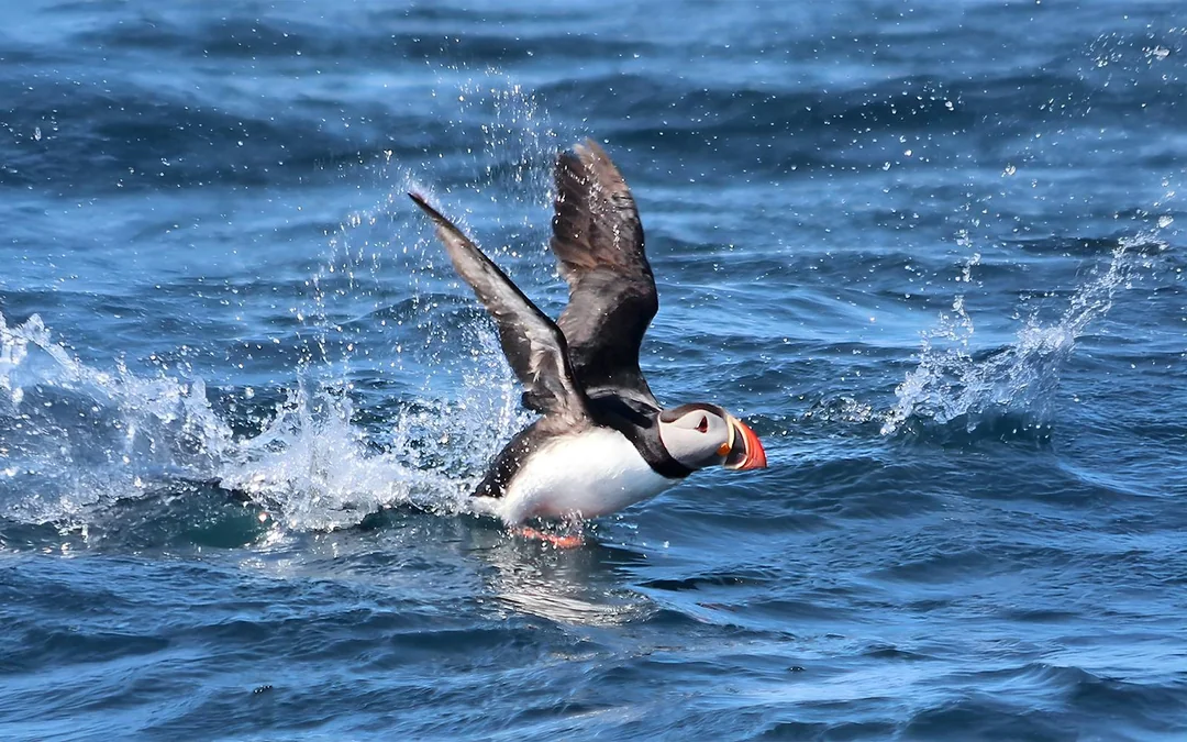 Husavik: Whale Watching & Puffin Tour on RIB Speedboat Image 4