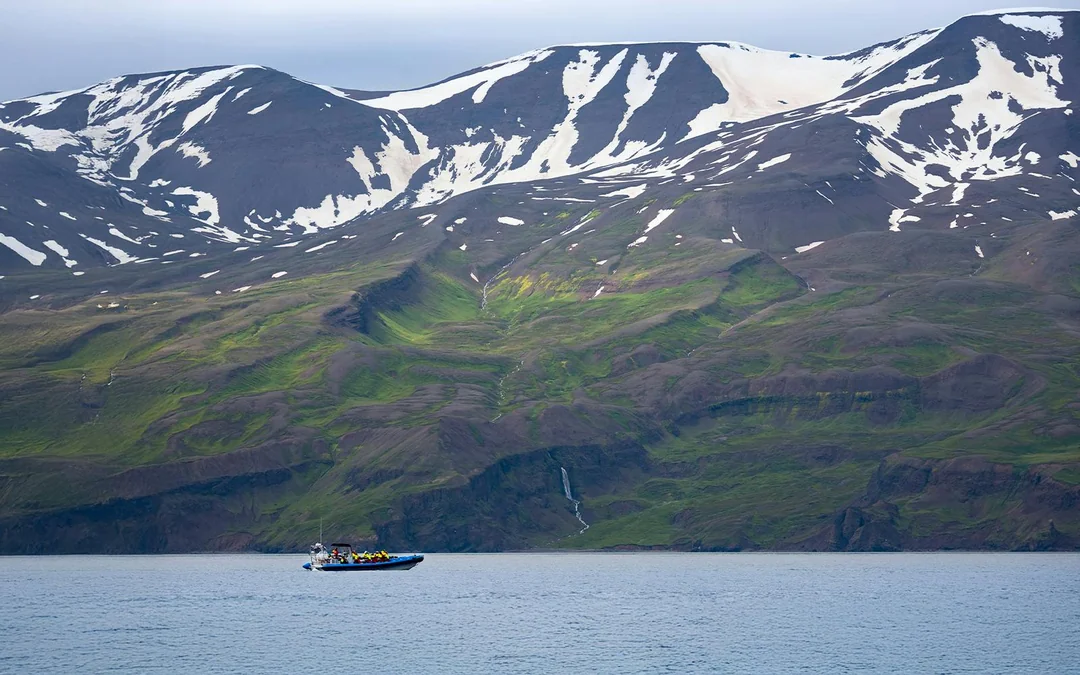 Husavik: Whale Watching & Puffin Tour on RIB Speedboat Image 5