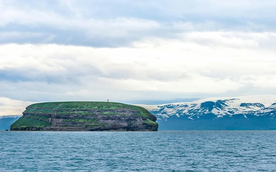 Husavik: Whale Watching & Puffin Tour on RIB Speedboat Image 6