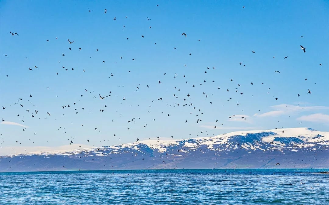 Husavik: Whale Watching & Puffin Tour on RIB Speedboat Image 7