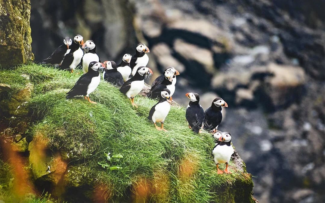 Husavik: Whale Watching & Puffin Tour on RIB Speedboat Image 9