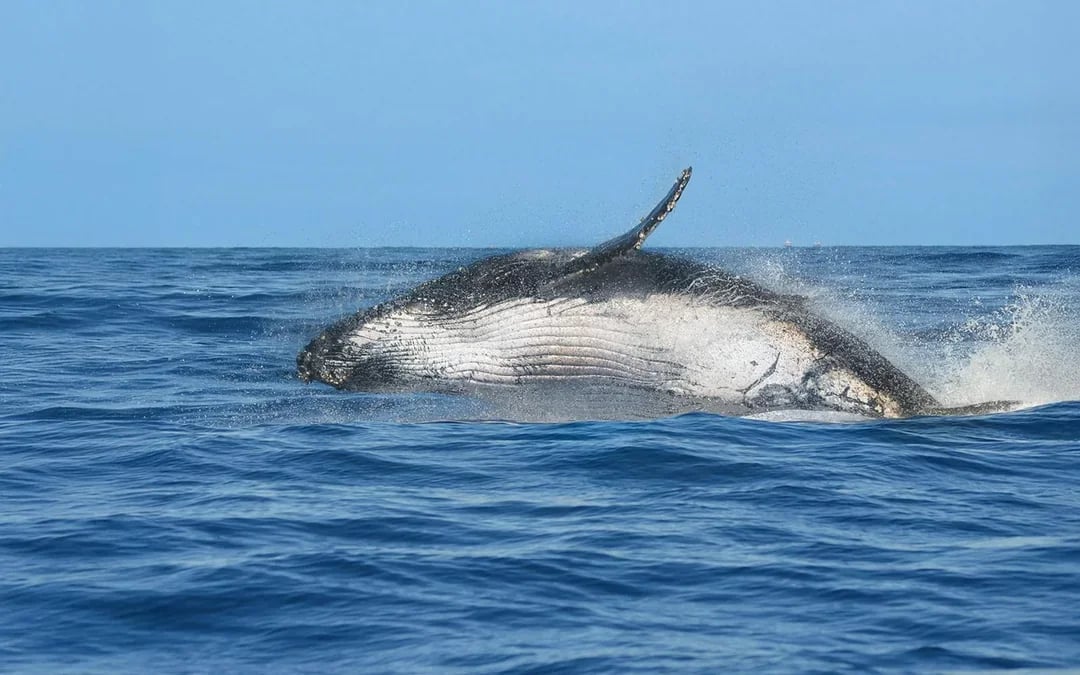 Husavik: Whale Watching & Puffin Tour on RIB Speedboat Image 10