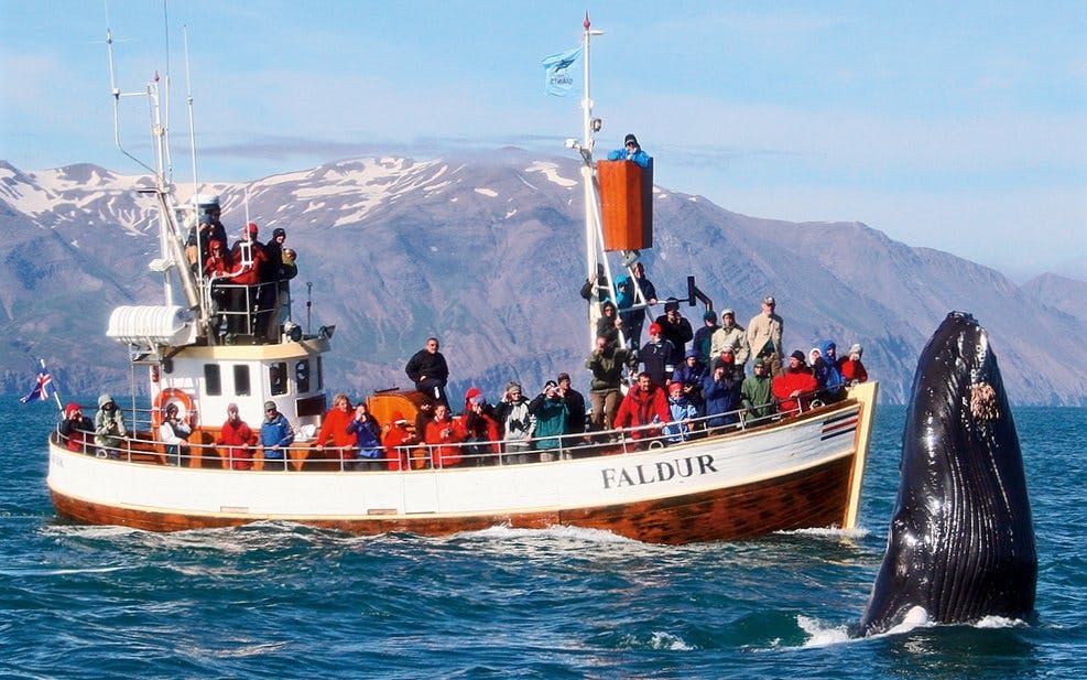 Husavik: Whale Watching Boat Tour Image 1